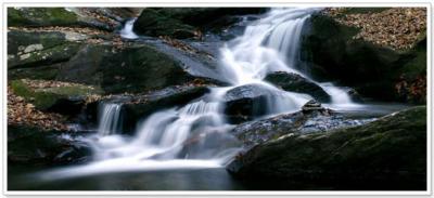 forest_creek_0.jpg