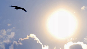 Sun bird